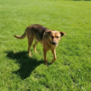 AURO-Sumo -  Shepherd and Mixed Breed Dog for Adoption in Aurora, Missouri - AURO-Sumo | PetCurious