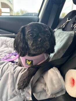 Shih Tzu Dogs Available for Adoption in Mesa, Arizona - Stormy | PetCurious