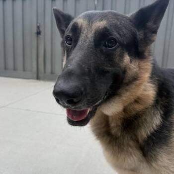 Santiago -  German Shepherd Dog and Mixed Breed Dog for Adoption in Matteson, Illinois - Santiago | PetCurious