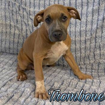 Trombone -  Boxer and Pit Bull Terrier Dog for Adoption in Hillsboro, Ohio - Trombone | PetCurious