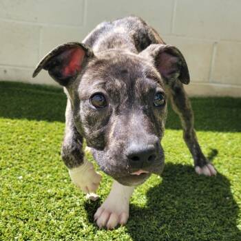 Mixed Breed Dogs Available for Adoption in Loxahatchee Groves, Florida - Annie 0972 | PetCurious