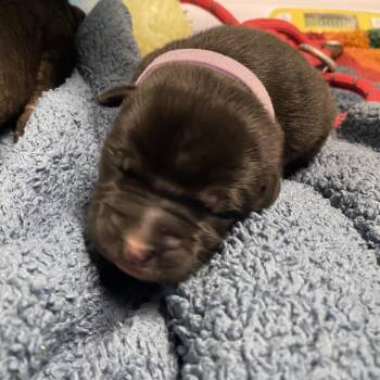 Husky and Rottweiler Dogs Available for Adoption - Lavender | PetCurious