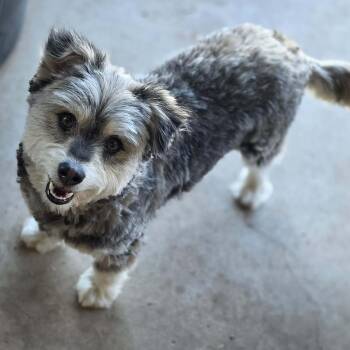 Terrier Dogs Available for Adoption - Lonney | PetCurious
