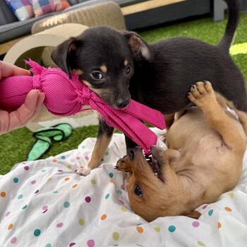 Sweet Pea - Costa Mesa Location *Available 9/26* -  Terrier and Mixed Breed Dog for Adoption in Chino Hills, California - Sweet Pea - Costa Mesa Location *Available 9/26* | PetCurious