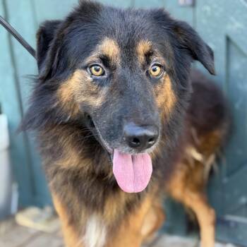 Rambo -  Great Pyrenees and Australian Shepherd Dog for Adoption in Columbia, South Carolina - Rambo | PetCurious