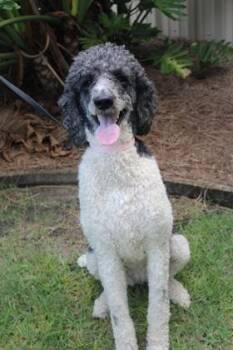 Ventini -  Standard Poodle and Mixed Breed Dog for Adoption in Brunswick, Georgia - Ventini | PetCurious