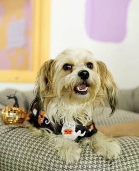 Ezra -  Havanese Dog for Adoption in Pasadena, California - Ezra | PetCurious