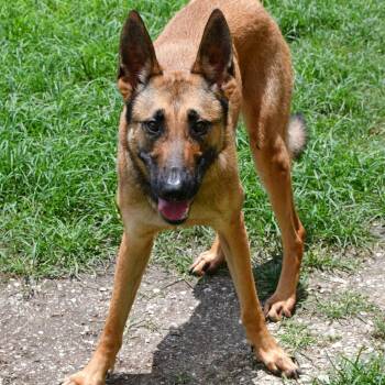 Si Bon -  German Shepherd Dog and Mixed Breed Dog for Adoption in Beaumont, Texas - Si Bon | PetCurious