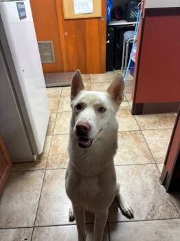 Melo (Actual) -  Husky and Mixed Breed Dog for Adoption in Cincinnati, Ohio - Melo (Actual) | PetCurious