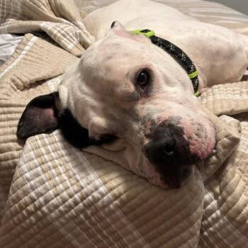 Kane -  American Bulldog Dog for Adoption in Brookeville, Maryland - Kane | PetCurious