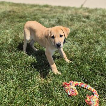 Graham -  Mixed Breed Dog for Adoption in Woodstock, Illinois - Graham | PetCurious