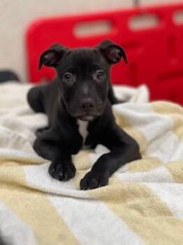 Peaches -  Mixed Breed Dog for Adoption in Honolulu, Hawaii - Peaches | PetCurious