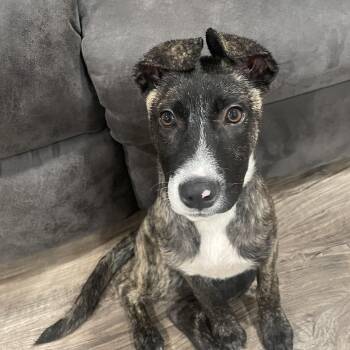 Pit Bull Terrier Dogs Available for Adoption in Rockville, Maryland - Pinky | PetCurious