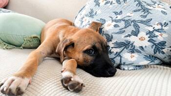 Romi - The Velcro Puppy -  Boxer and Labrador Retriever Dog for Adoption in Carolina, Carolina - Romi - The Velcro Puppy | PetCurious