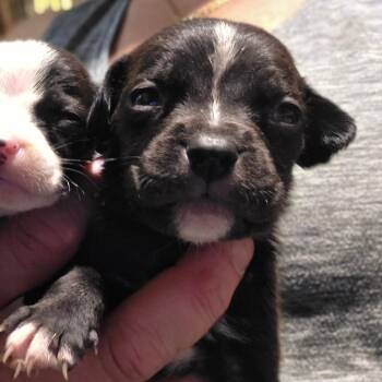 Toby / boy 1 -  Chihuahua Dog for Adoption in Goltry, Oklahoma - Toby / Boy 1 | PetCurious