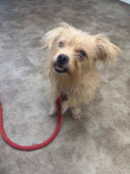 Thnead -  Yorkshire Terrier Dog for Adoption in Springfield, Ohio - Thnead | PetCurious