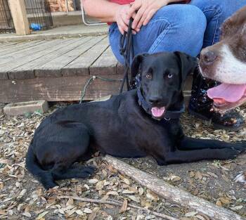 Black Labrador Retriever and Australian Shepherd Dogs Available for Adoption in San Antonio, Texas - NERO | PetCurious