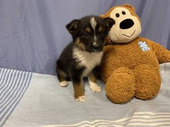Australian Shepherd and Mixed Breed Dogs Available for Adoption - A608725 | PetCurious