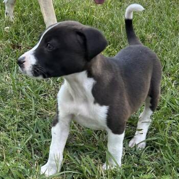 Husky Dogs Available for Adoption in Wiggins, Mississippi - Parker | PetCurious