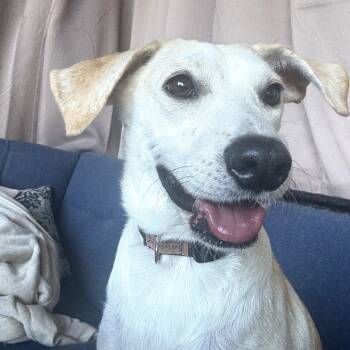 Rescue Mixed Breed Dogs for Adoption in Calgary, Alberta - Momma Sophie | PetCurious