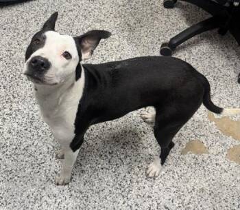 Mixed Breed Dogs Available for Adoption in West Chester, Pennsylvania - Panda | PetCurious