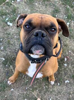 Duke X -  Boxer Dog for Adoption in Hewitt, Texas - Duke X | PetCurious