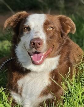 Red -  Border Collie Dog for Adoption in Cleveland, Texas - Red | PetCurious
