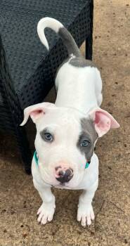 American Staffordshire Terrier Dogs Available for Adoption in De Pere, Wisconsin - Gus | PetCurious