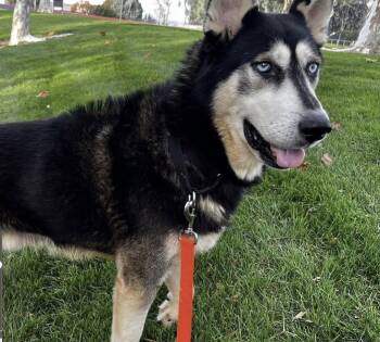 Siberian Husky Dogs Available for Adoption - Blue | PetCurious