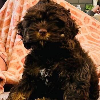 Millie -  Cockapoo Dog for Adoption in Bendena, Kansas - Millie | PetCurious