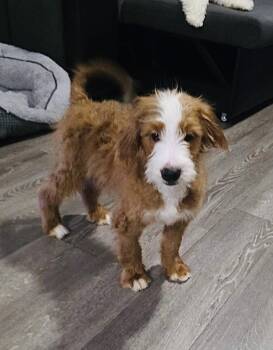 Bambi Doodle -  Bernese Mountain Dog and Poodle Dog for Adoption in Valrico, Florida - Bambi Doodle | PetCurious