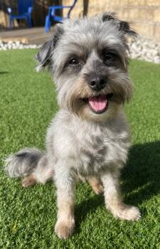 FAT FAT -  Affenpinscher and Schnauzer Dog for Adoption in Dallas, Texas - FAT FAT | PetCurious