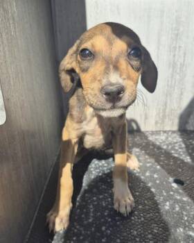KARINA -  Black Mouth Cur Dog for Adoption in San Antonio, Texas - KARINA | PetCurious