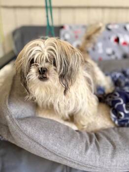 Lenora -  Shih Tzu Dog for Adoption in Fort Worth, Texas - Lenora | PetCurious