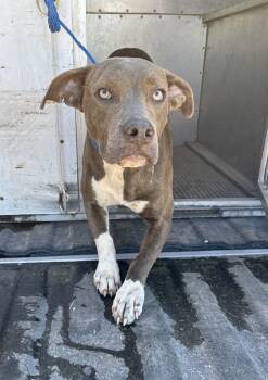 Rescue American Staffordshire Terrier Dogs for Adoption in Edna, Texas - Beck | PetCurious