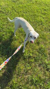 Rue -  Yellow Labrador Retriever Dog for Adoption in Winchester, Indiana - Rue | PetCurious
