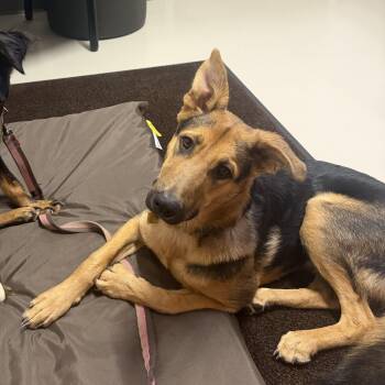 Tater -  German Shepherd Dog Dog for Adoption in Pagosa Springs, Colorado - Tater | PetCurious