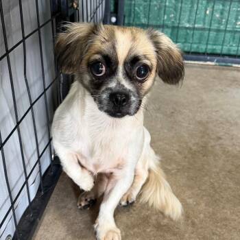 Tara -  Papillon and Mixed Breed Dog for Adoption in Birmingham, Alabama - Tara | PetCurious