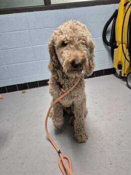 Ic 8 Primo -  Standard Poodle Dog for Adoption in Lawrenceville, Georgia - Ic 8 Primo | PetCurious