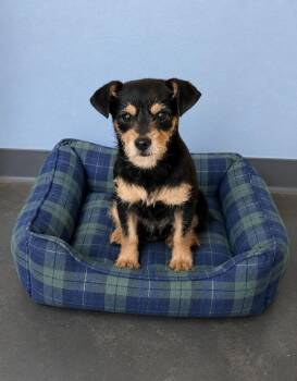 Roscoe -  Terrier Dog for Adoption in Las Vegas, Nevada - Roscoe | PetCurious