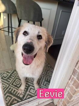 Eevie -  Great Pyrenees Dog for Adoption in Southlake, Texas - Eevie | PetCurious