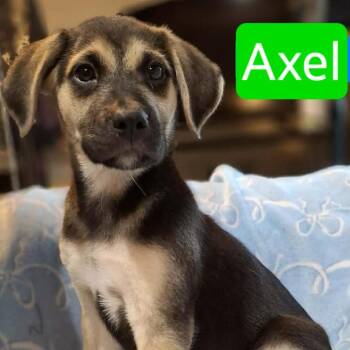 Axel -  Labrador Retriever and Mixed Breed Dog for Adoption - Axel | PetCurious