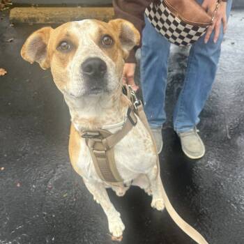 Rescue Cattle Dog and Mixed Breed Dogs for Adoption in Union, Missouri - Ed Sheeran DIKO 4 | PetCurious