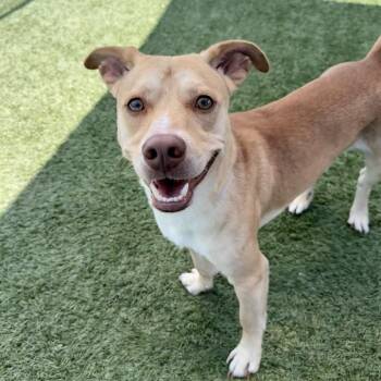 Andy -  Chihuahua and Mixed Breed Dog for Adoption in Hawthorne, California - Andy | PetCurious
