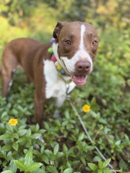 Reecee -  Labrador Retriever Dog for Adoption in Ocean Springs, Mississippi - Reecee | PetCurious