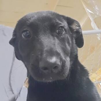 Black Labrador Retriever Dogs Available for Adoption in Palestine, Texas - HEATHER | PetCurious