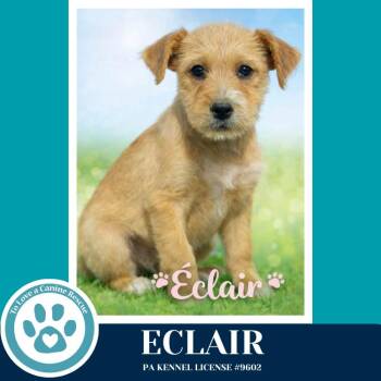 Labrador Retriever and Terrier Dogs Available for Adoption in Kimberton, Pennsylvania - Eclair (The Bakery Bunch) 041126 | PetCurious