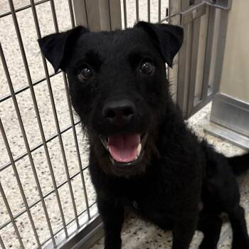 Lincoln -  Terrier and Mixed Breed Dog for Adoption in Nashville, Indiana - Lincoln | PetCurious