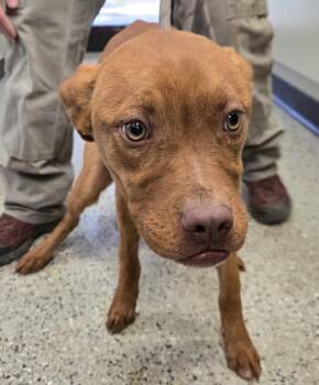 Boxer and Mixed Breed Dogs Available for Adoption in Saint Clairsville, Ohio - Gunther | PetCurious