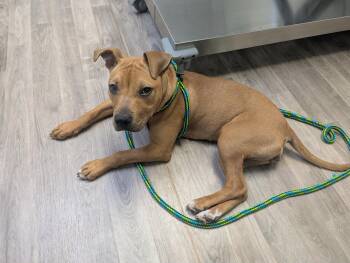 Azula -  Pit Bull Terrier and American Staffordshire Terrier Dog for Adoption in Mount Morris, Michigan - Azula | PetCurious